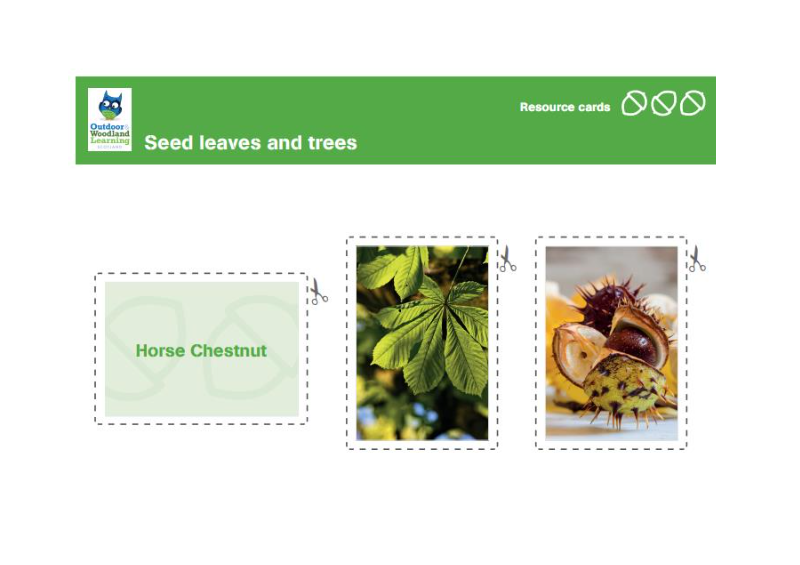 Seeds, leaves and trees: Resource Cards