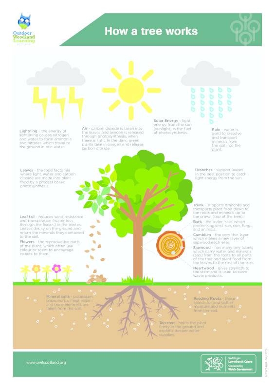 How a tree works: poster