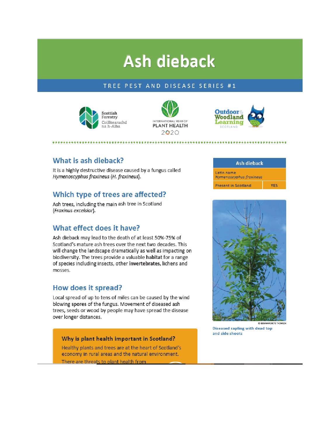Ash Dieback- Tree pest and Disease Series
